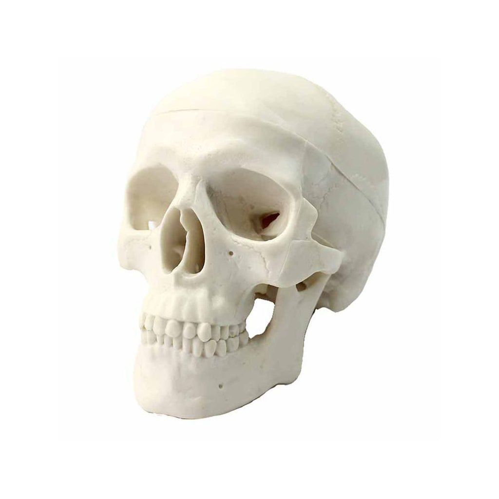 Skull Model, 1/2 Life-Size, 3 Parts - Dr Wong Anatomy