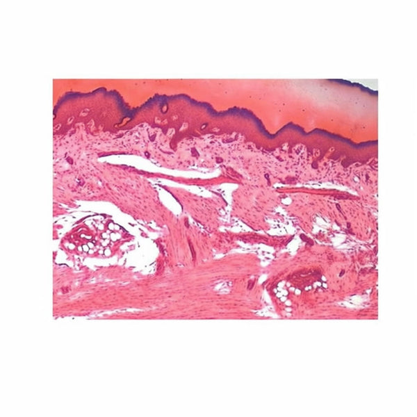 Cat Skin (Hairless), Microscope Slide - Dr Wong Anatomy