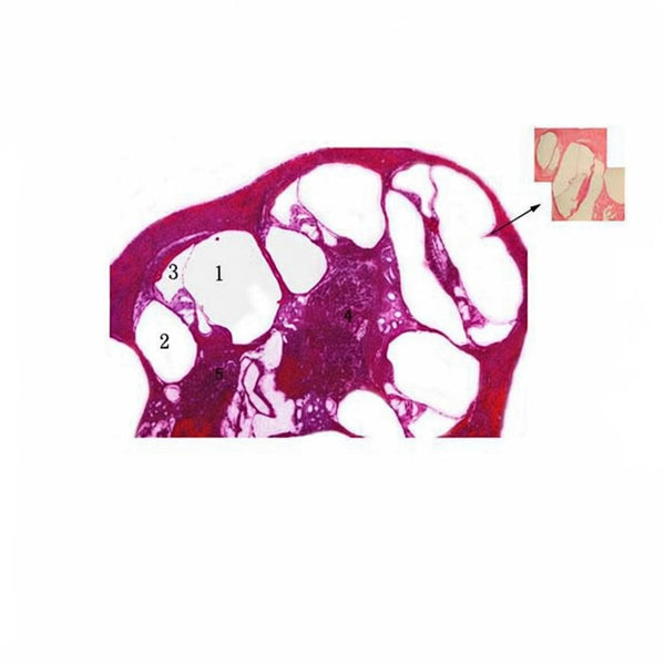 Inner Ear, Microscope Slide - Dr Wong Anatomy