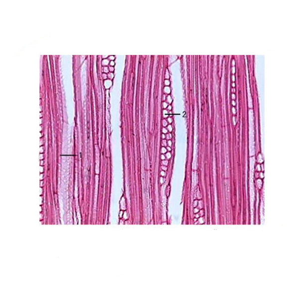 Eucommia Vascular Cambium, Prepared Microscope Slide - Dr Wong Anatomy