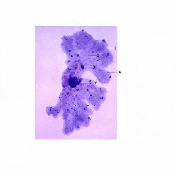 Amoeba, Microscope Slide - Dr Wong Anatomy