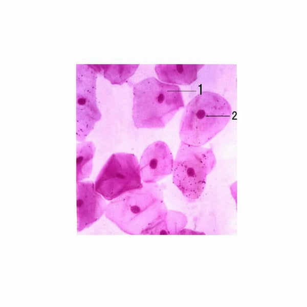 Oral Epithelium Cells, Microscope Slide - Dr Wong Anatomy