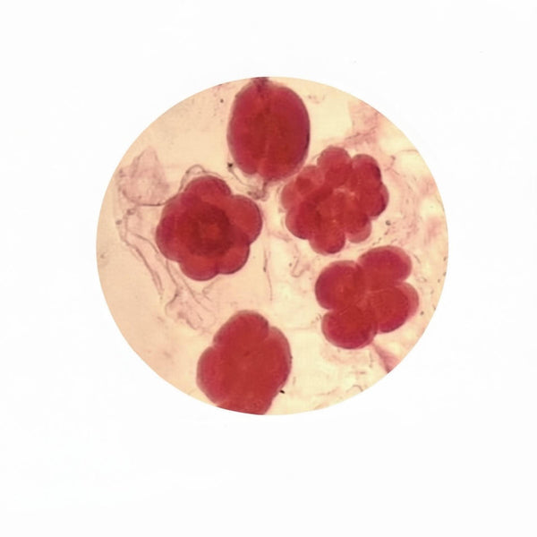Amphioxus Blastula Stage, Prepared Microscope Slide