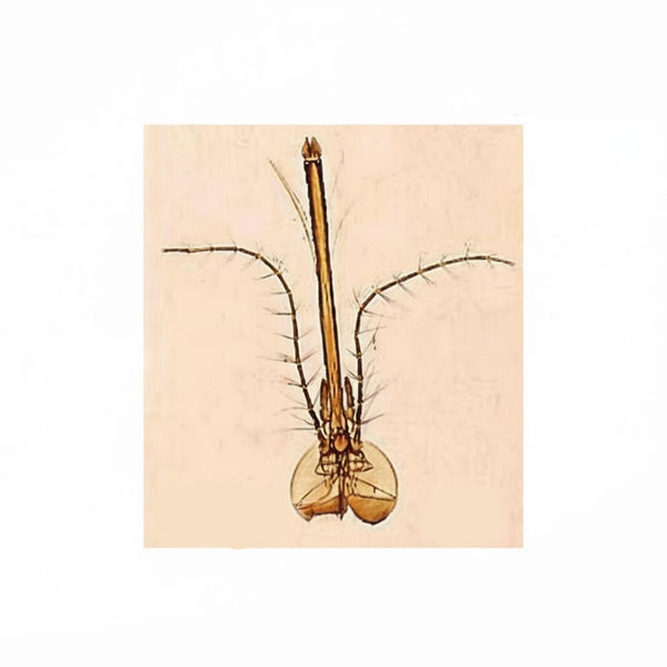 Female House Mosquito Mouthparts, Prepared Microscope Slide