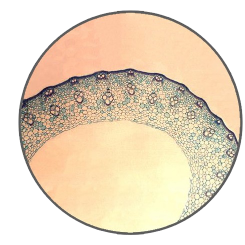 Rice Stem, c.s. Prepared Microscope Slide