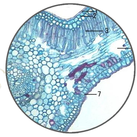 Iron Tree Leaf, c.s. Prepared Microscope Slide
