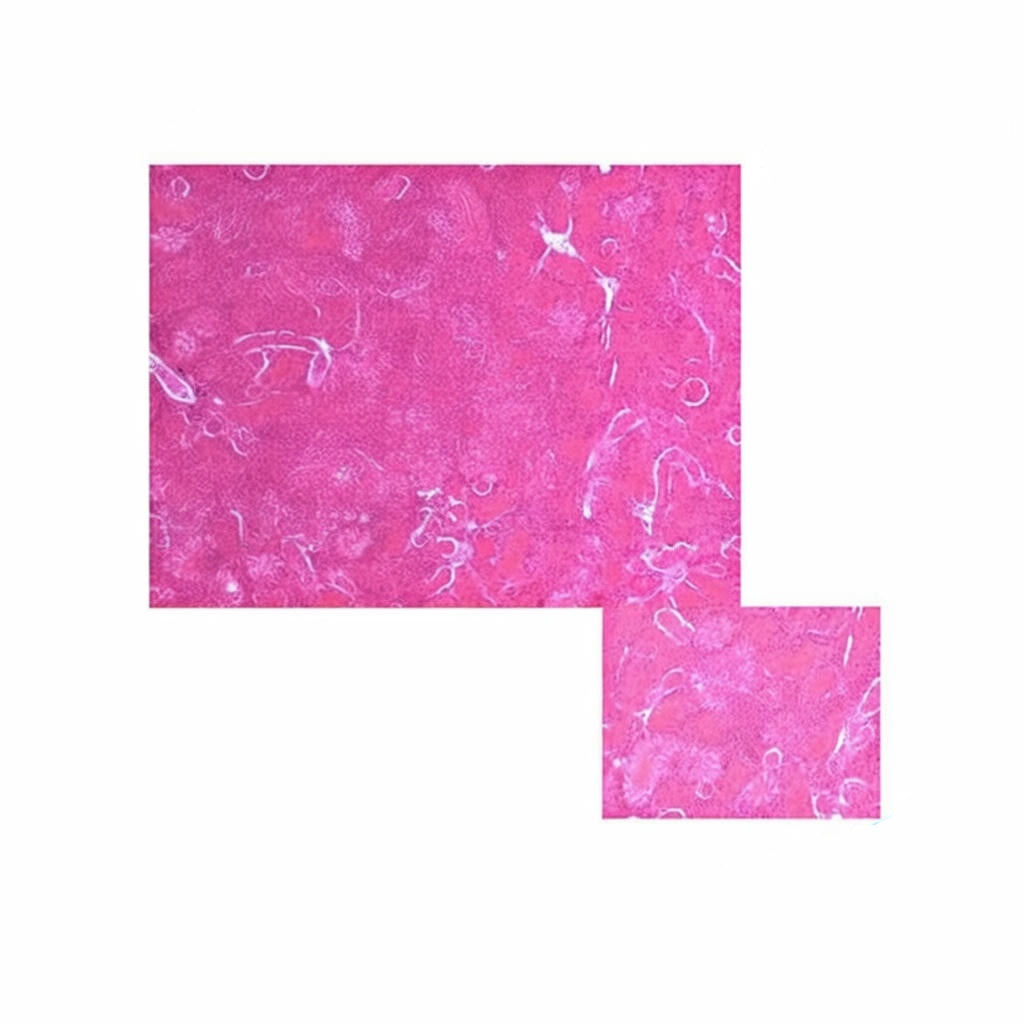 Fish Kidney (Posterior), Microscope Slide - Dr Wong Anatomy