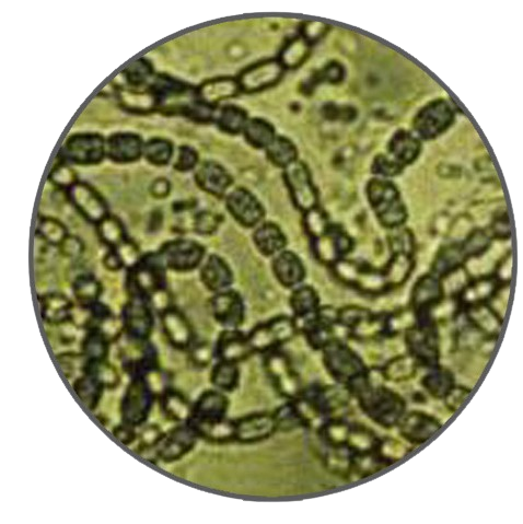 Anabaena, Prepared Microscope Slide