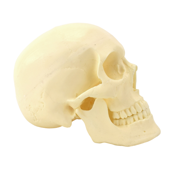 Advanced Skull Model for Surgical Training