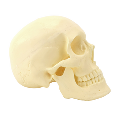 Advanced Skull Model for Surgical Training