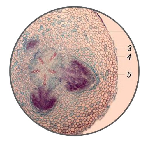 Broad Bean Root, c.s. Prepared Microscope Slide - Dr Wong Anatomy