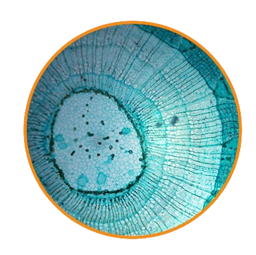 Woody Dicot Stem, c.s. Prepared Microscope Slide