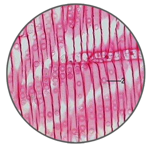 Pine Stem, r.l.s. Prepared Microscope Slide