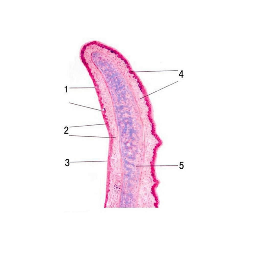 Epiglottis Cartilage, sagittal section Microscope Slide - Dr Wong Anatomy