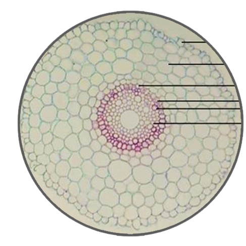 Wheat Root, c.s. Prepared Microscope Slide