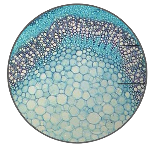 Lilac Stem, c.s. Prepared Microscope Slide - Dr Wong Anatomy