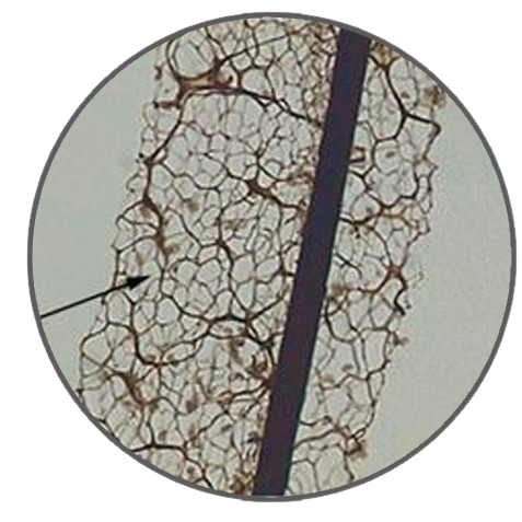 Slime Mold Sporangium, Prepared Microscope Slide