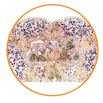 Lily Ovary, c.s. Prepared Microscope Slide - Dr Wong Anatomy