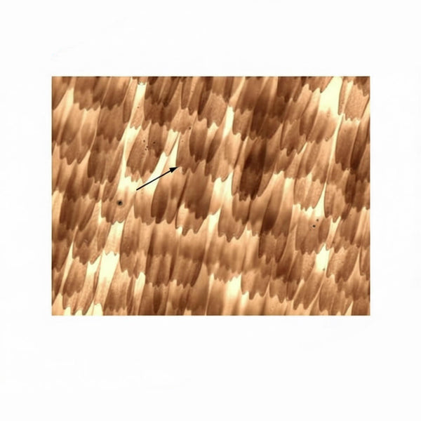 Butterfly Scale, Prepared Microscope Slide