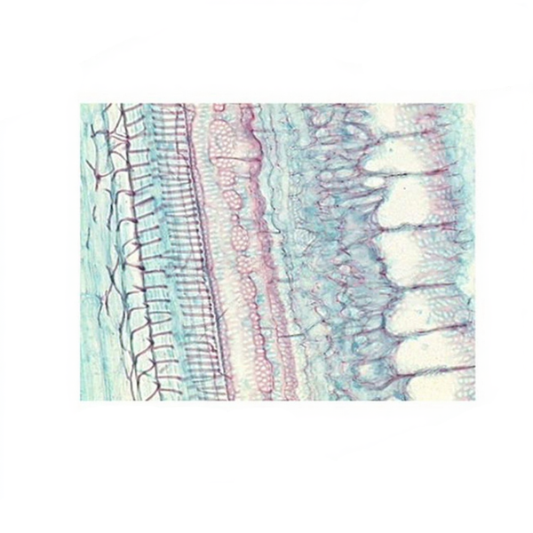 Luffa Stem, l.s. Prepared Microscope Slide