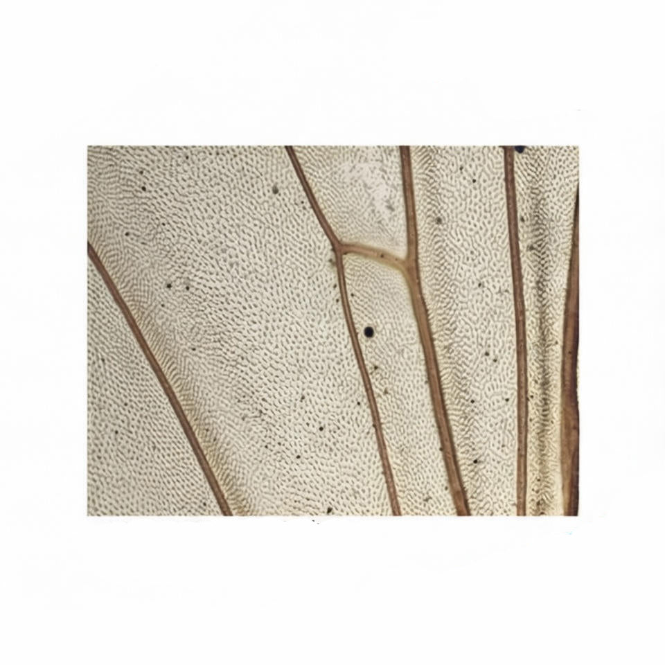 House Fly Wing, Microscope Slide - Dr Wong Anatomy