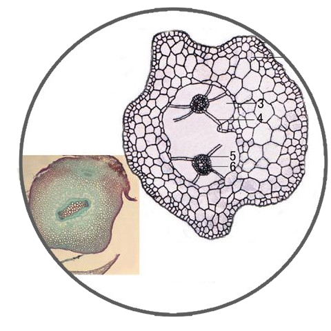 Selaginella Stem, c.s. Prepared Microscope Slide