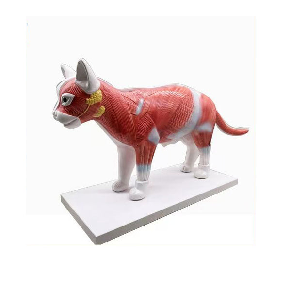 Cat Anatomy Model