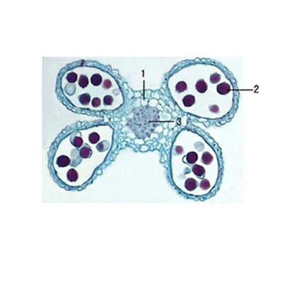 Wheat Anther, Mature, c.s. Prepared Microscope Slide - Dr Wong Anatomy