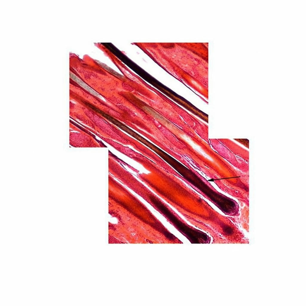 Horse Skin with Hair, Microscope Slide - Dr Wong Anatomy