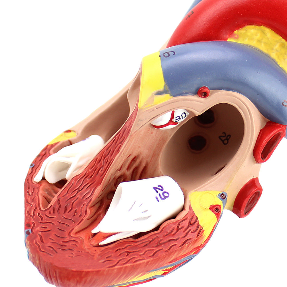 Heart Anatomical Model