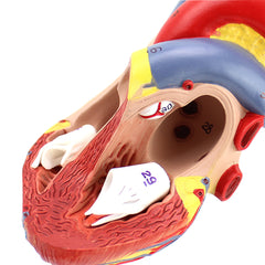 Heart Anatomical Model