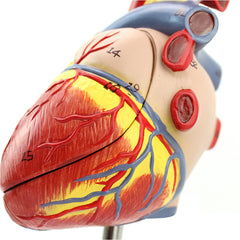 Heart Anatomical Model