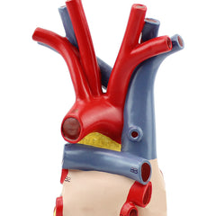 Heart Anatomical Model