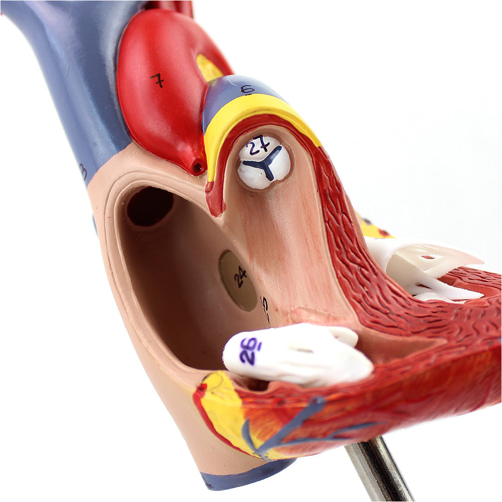 Heart Anatomical Model