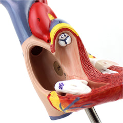 Heart Anatomical Model