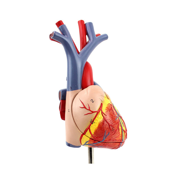 Heart Anatomical Model