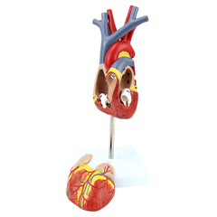 Heart Anatomical Model