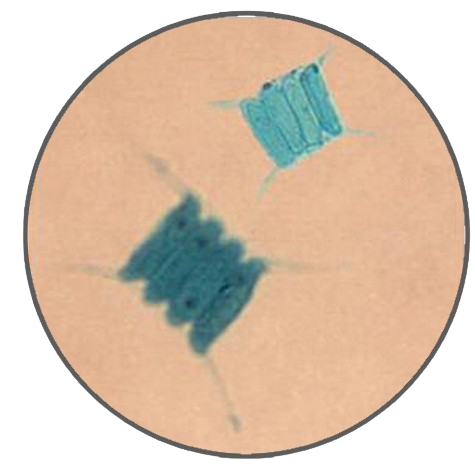 Scenedesmus, Prepared Microscope Slide