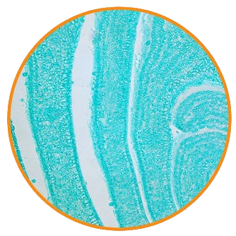 Lilac Bud, l.s. Prepared Microscope Slide