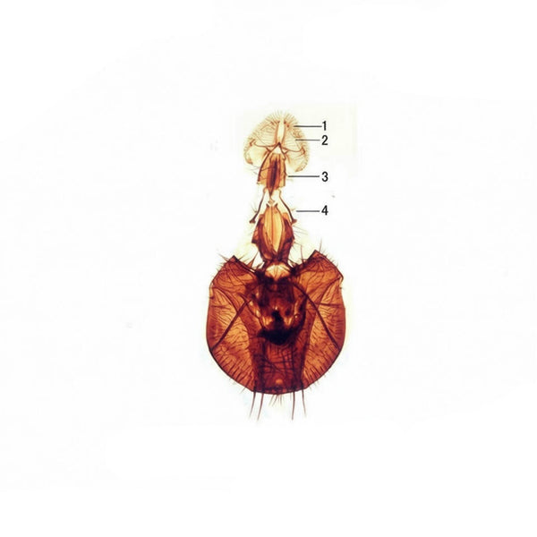 Fly Mouthparts, Prepared Microscope Slide