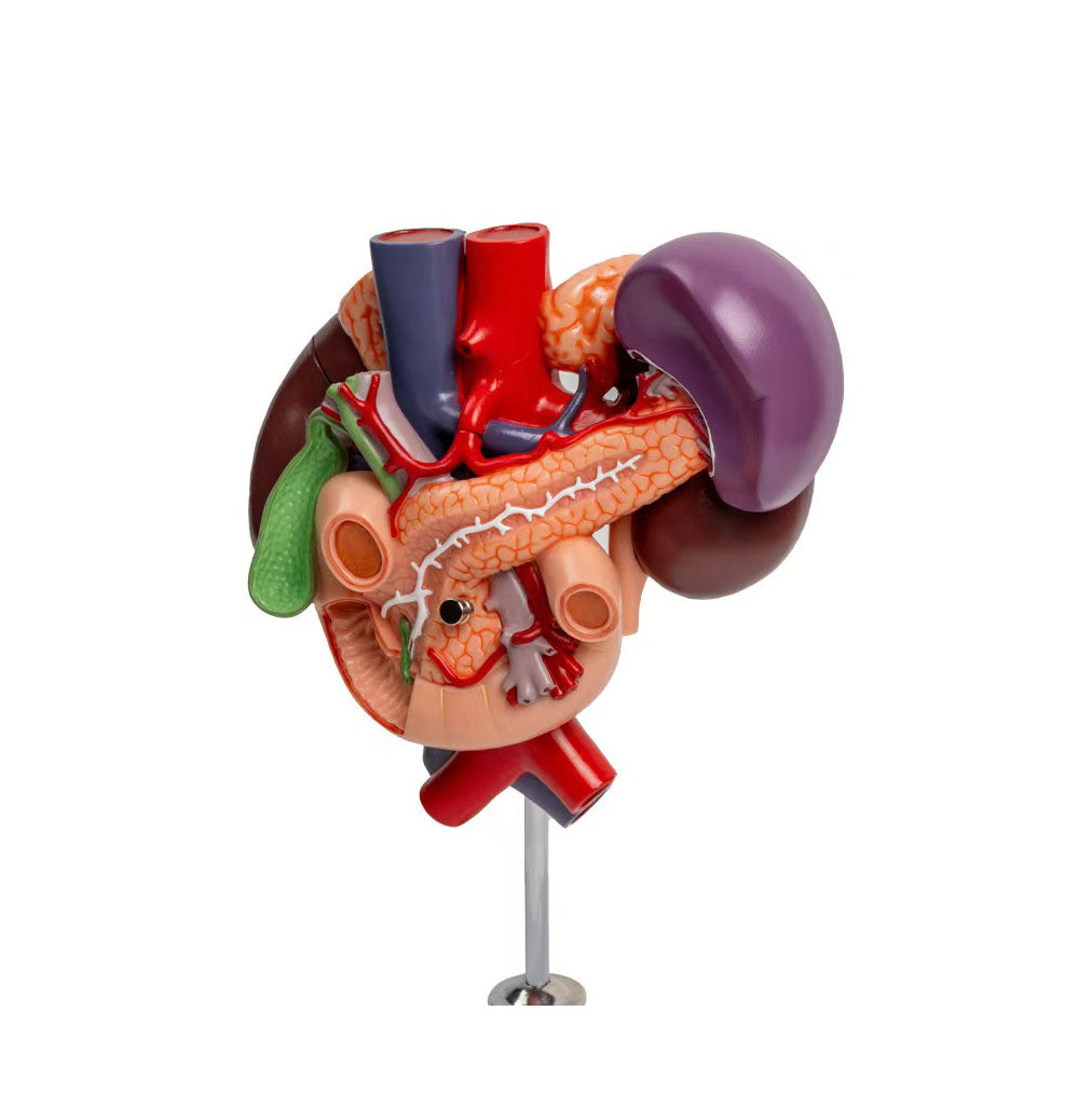 Kidneys Model with Rear Organs of Upper Abdomen, 3 parts