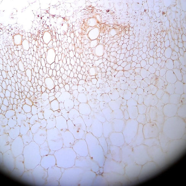 Fluorescent Spinach Root, c.s. Microscope Slide - Dr Wong Anatomy