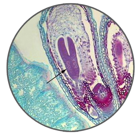 Capsella Bursa-Pastoris Torpedo Embryo Stage, Prepared Microscope Slide