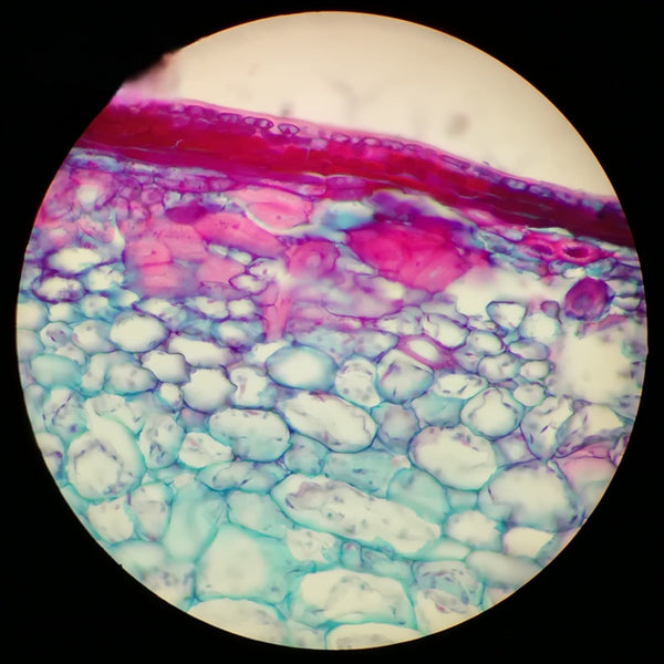 Walnut Shell (Sclereids), Prepared Microscope Slide