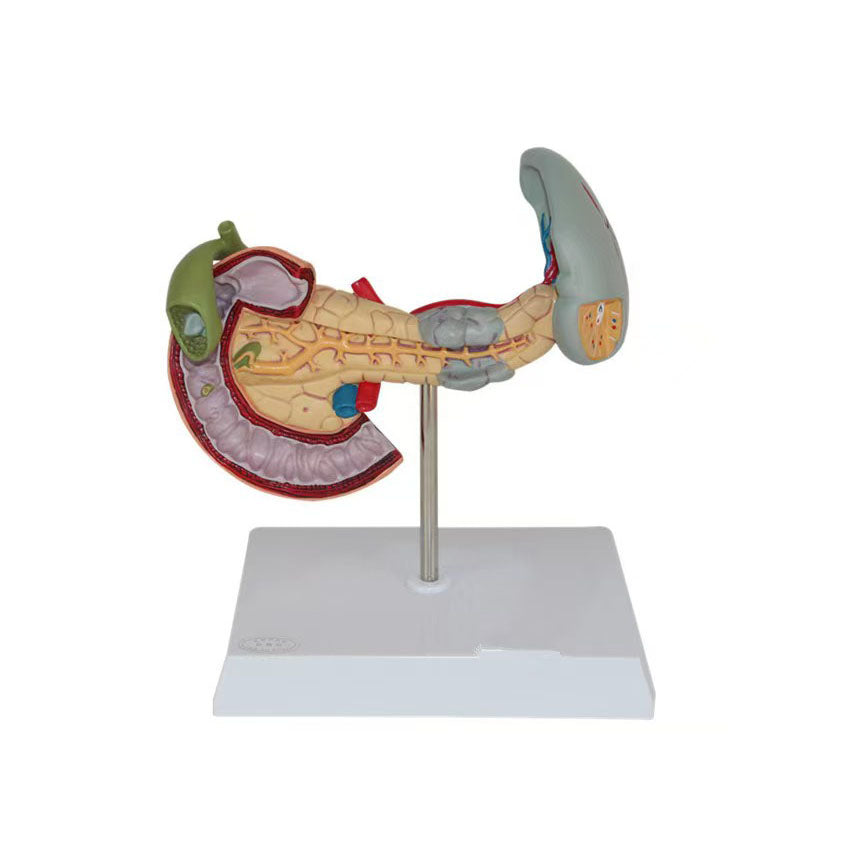 Pancreas Model