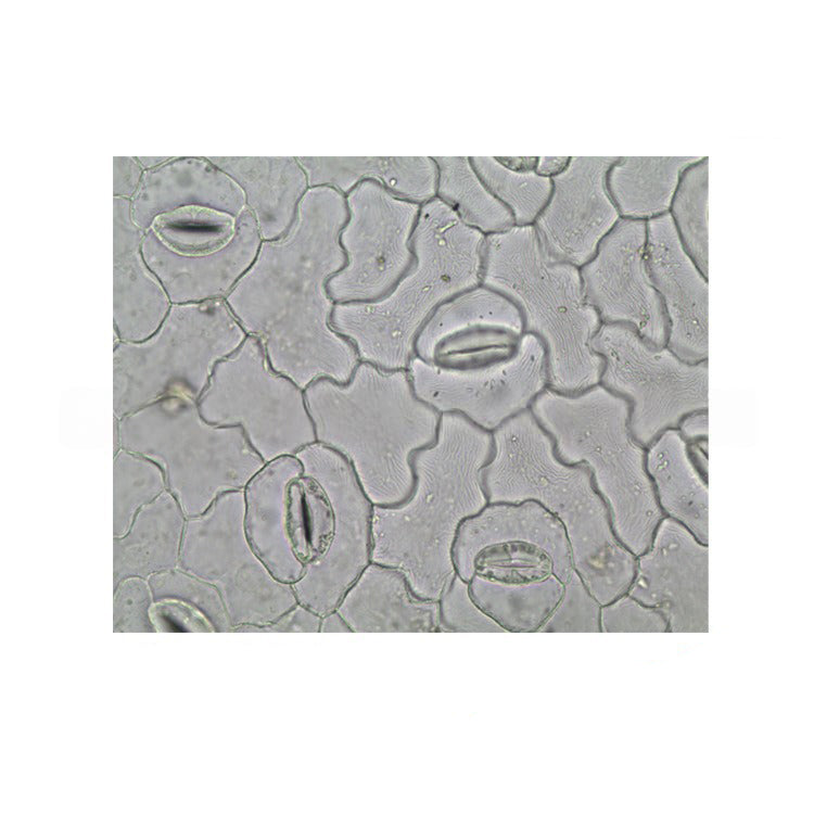 Leaf Epidermis with Stomata, Prepared Microscope Slide