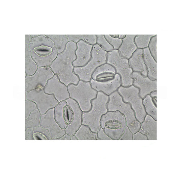 Leaf Epidermis with Stomata, Prepared Microscope Slide