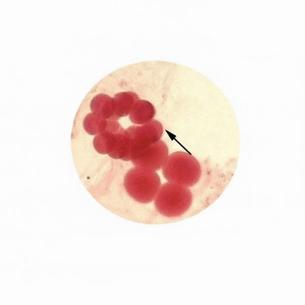 Amphioxus Egg, 16-Cell Stage, Prepared Microscope Slide