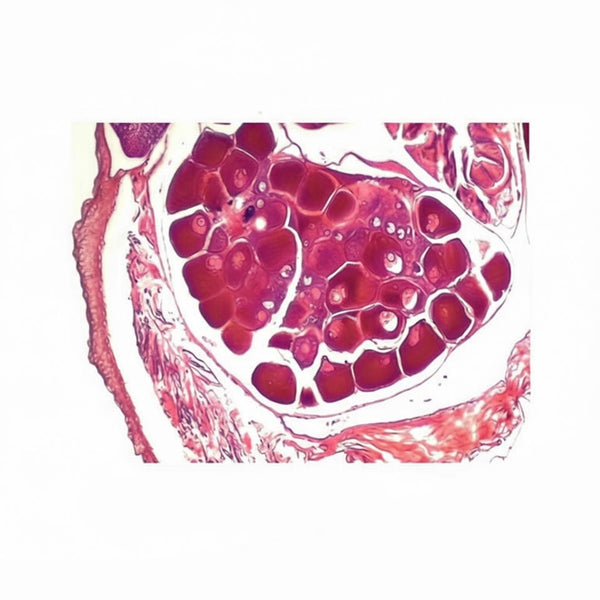 Amphioxus Gonad, c.s. Prepared Microscope Slide