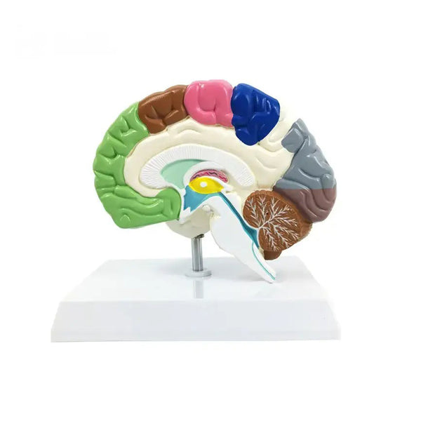Half Brain Model